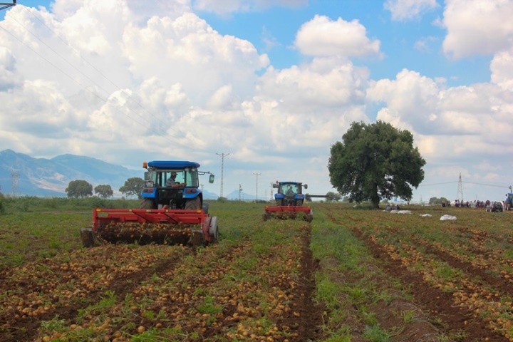 Harvester blades on a potato harvester in the field